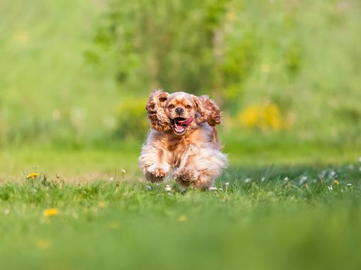 Es gibt etwas zu feiern! Endlich ist sie da! Es gibt etwas zu feiern! Endlich ist sie da!