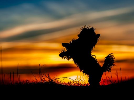 Wintershooting ohne Schnee? Wintershooting ohne Schnee?