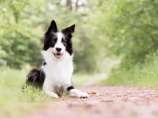 Die schönsten Momente deines Hundes für die Ewigkeit festhalten Die schönsten Momente deines Hundes für die Ewigkeit festhalten